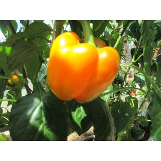 Paprika blockig orange