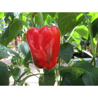 Paprika farbig (kein grüner)