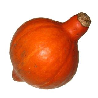 Kürbis "Hokkaido"