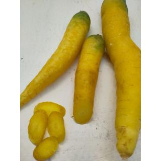 Karotten gelb