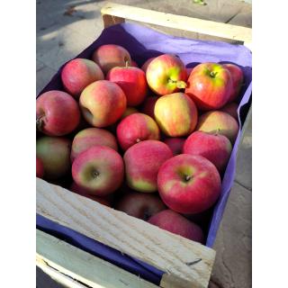 Äpfel pink rose´, Kiste 10 kg