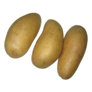 Salatkartoffel "Glorietta" 12,5 kg -Sack, festkochend >NEUE ERNTE<