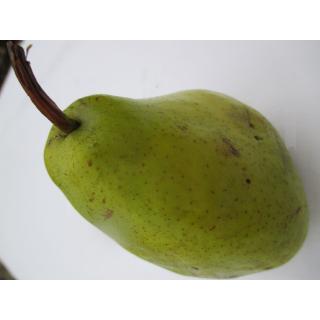 Birnen "Alexander Lukas"