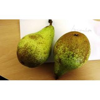 Birnen "Novemberbirne"